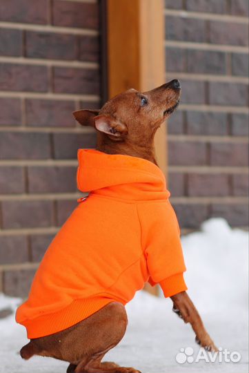 Толстовка для собак миниатюрных пород