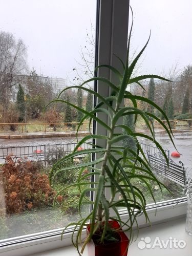 Продаю алоэ (столетник)