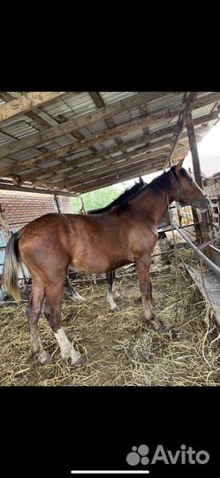 Лошадь Бартер