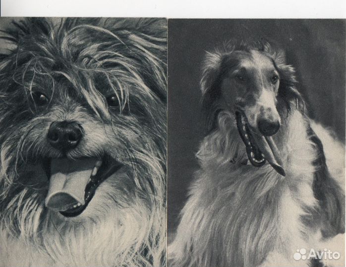 Открытки СССР