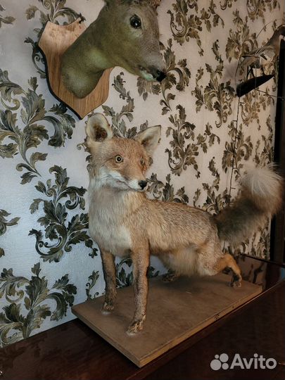 Чучела животных и птиц