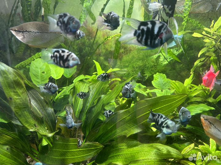 Сапфировый попугай