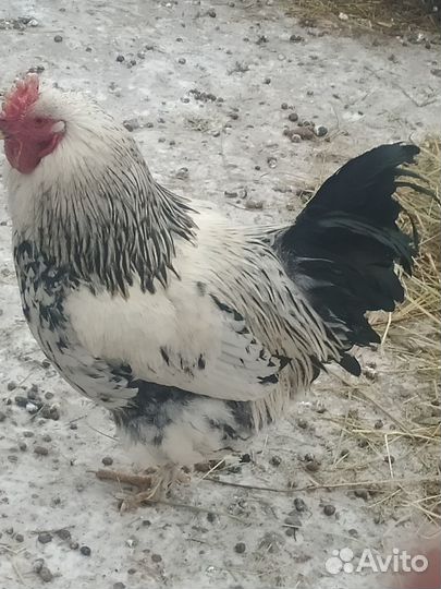 Молодые петухи