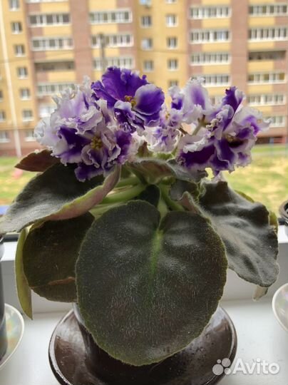 Фиалка, лист