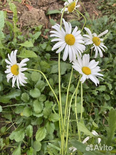 Многолетние цветы, садовая ромашка, лилейники