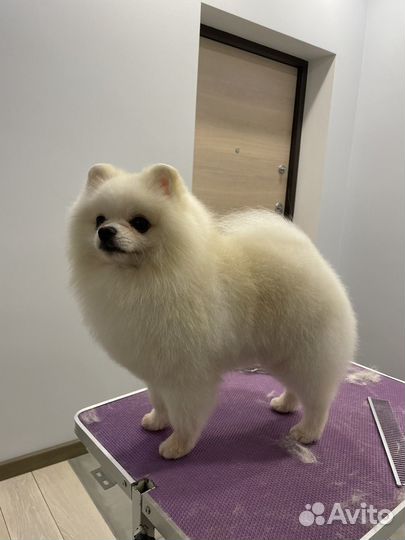 Груминг шпицев (с выездом на дом)