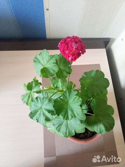 Герань пеларгония