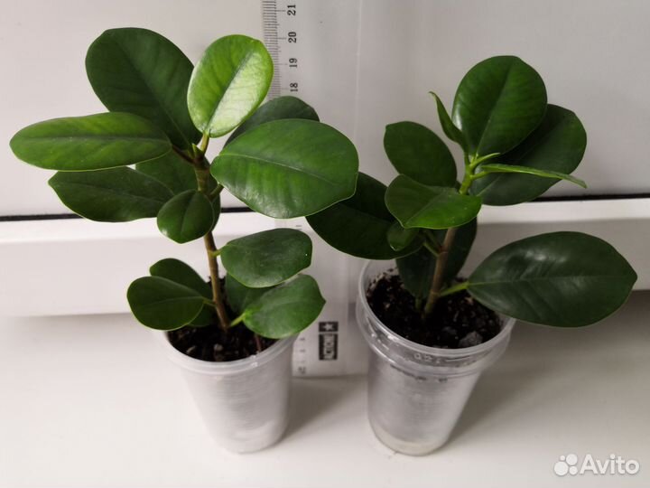 Сортовые Фикусы 1