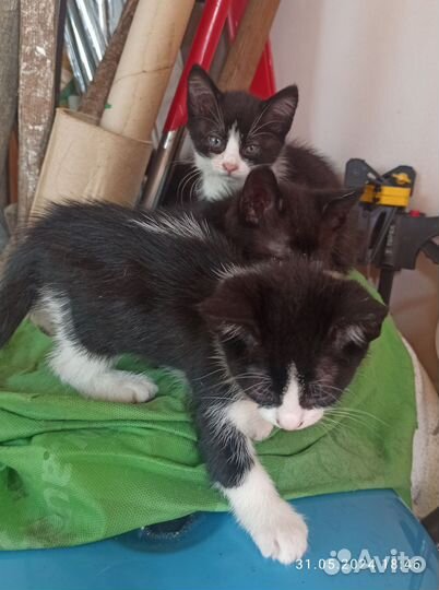 Кошки в добрые руки бесплатно