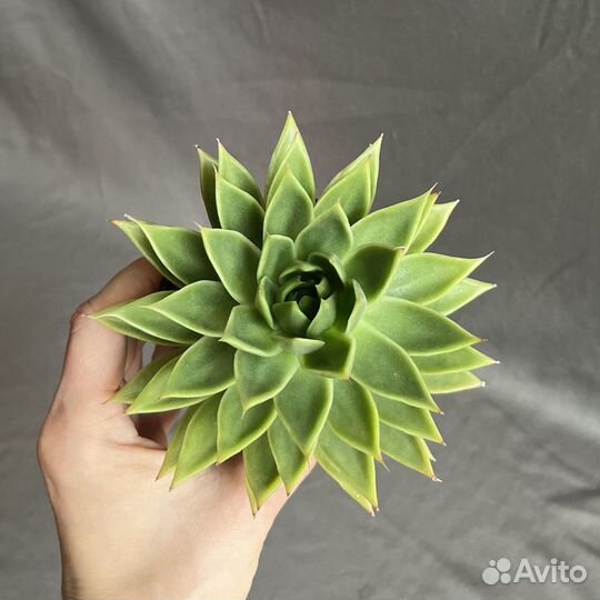 Суккуленты