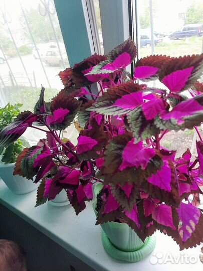 Колеус отросток