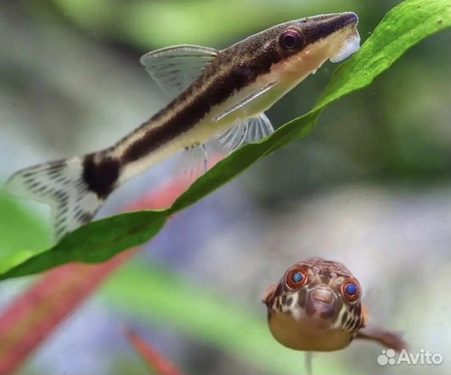 Сом Стекляный,Отоцинклюс,Водорослиеды,Лисички SAE