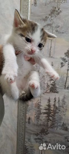 Котенок девочка в добрые руки