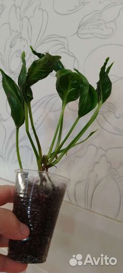 Сциндапсус Годзилла