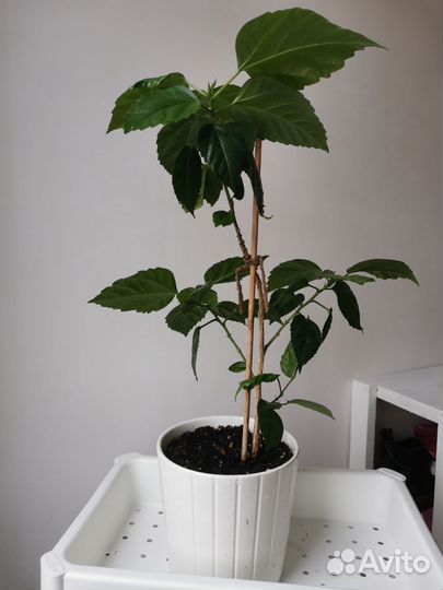 Комнатные цветы Гибискус китайская роза