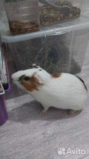 Морские свинки с клеткой