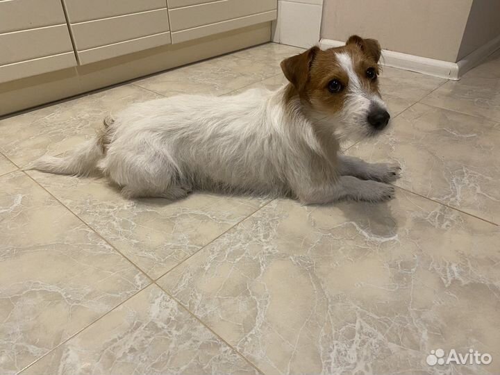 Вязка джек рассел терьер