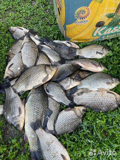 Рыбалка Охота Активный отдых