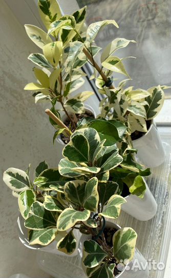 Укореню черенки сортовых фикусов