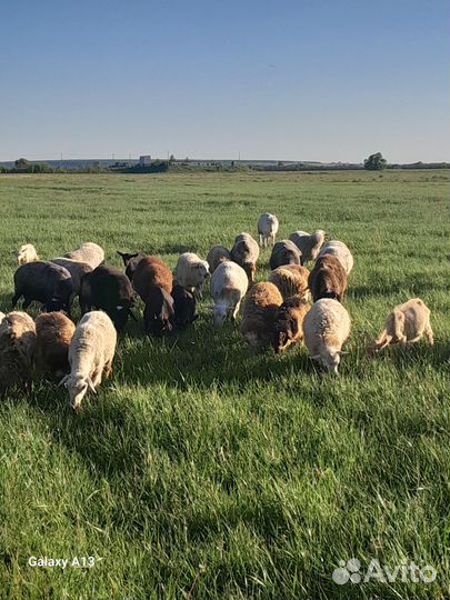 Овцы бараны ягнята