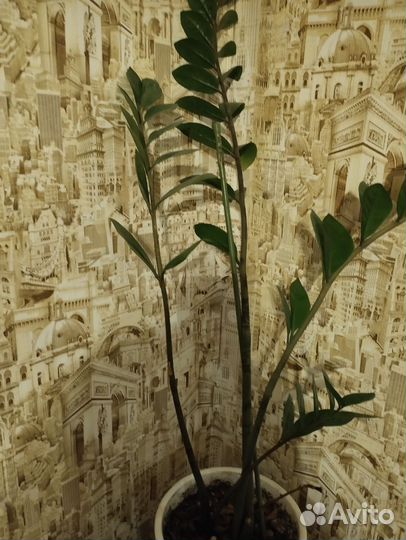 Замиокулькас