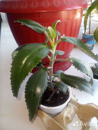 Толстянка, колонхоэ