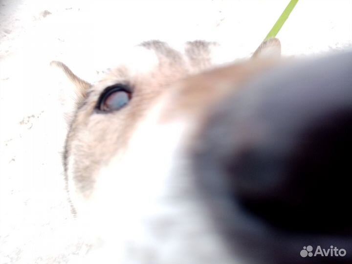 Собака в добрые руки