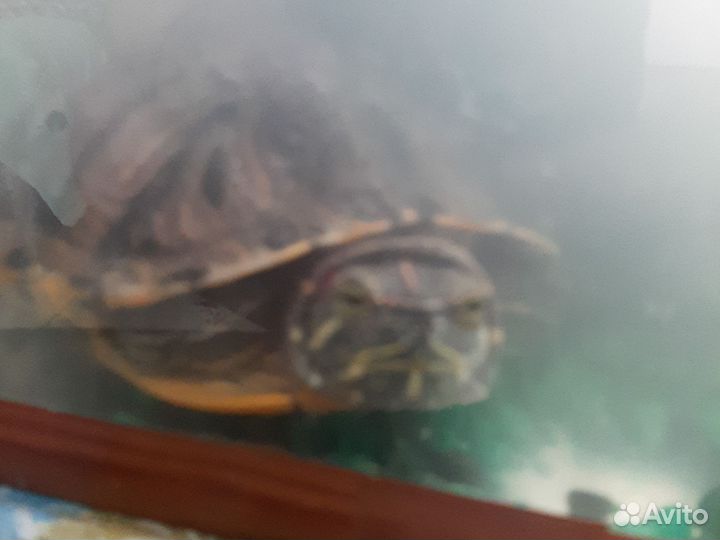 Красноухая черепаха бесплатно