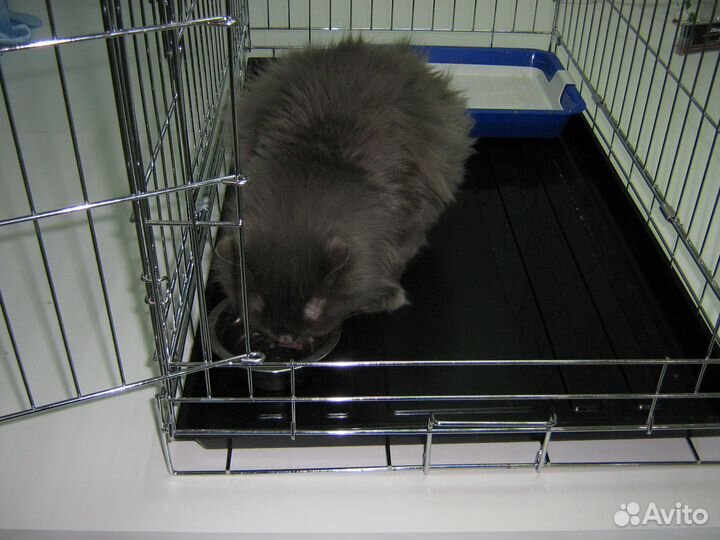 Аренда клеток для домашних питомцев