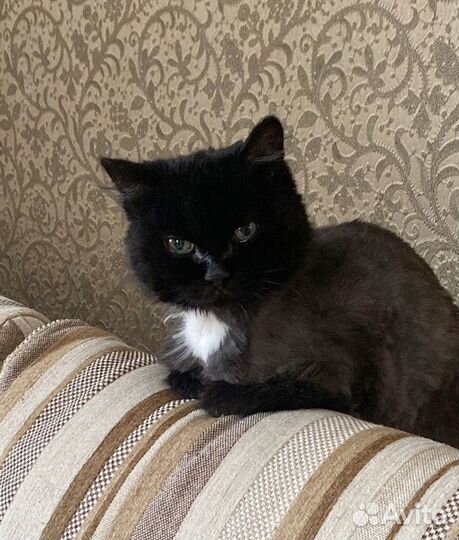 Серьезная кошечка Маша можно в ч/дом