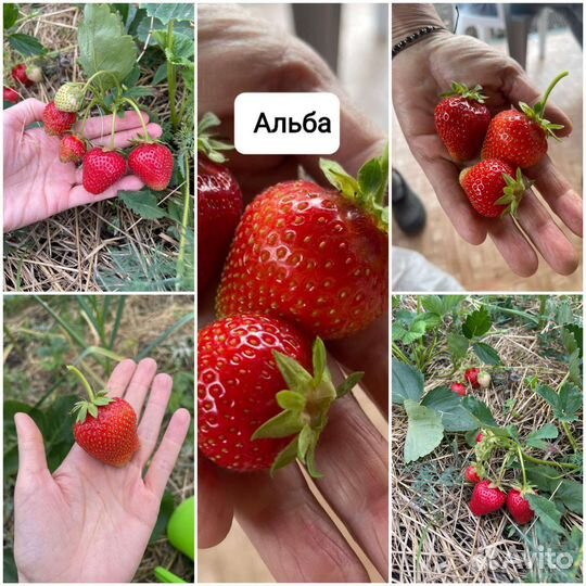 Рассада сортовой клубники, малины, ежевики