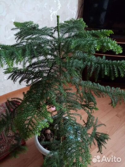 Араукария комнатная