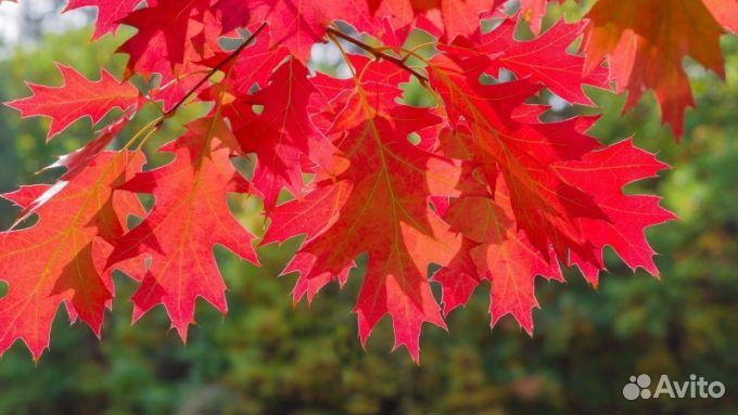Декоративные деревья и кустарники