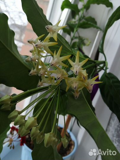 Хойя Мультифлора