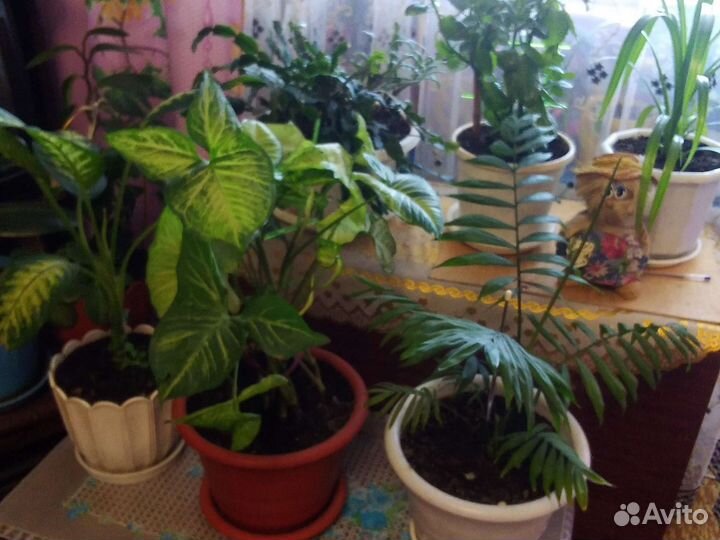 Комнатные цветы