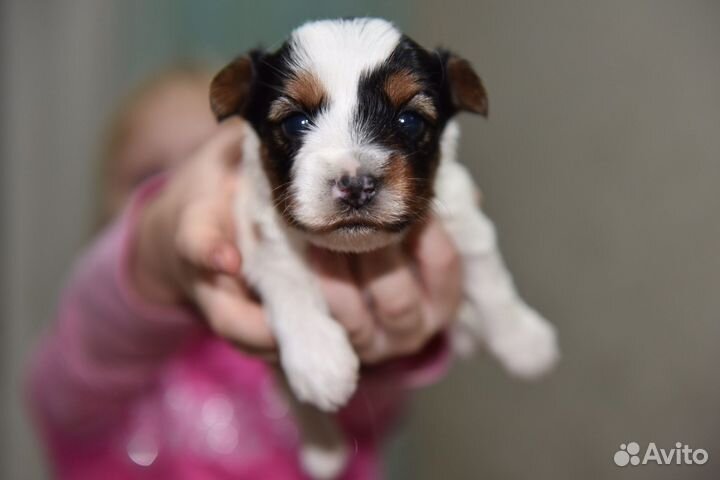 Бивер йорк девочки