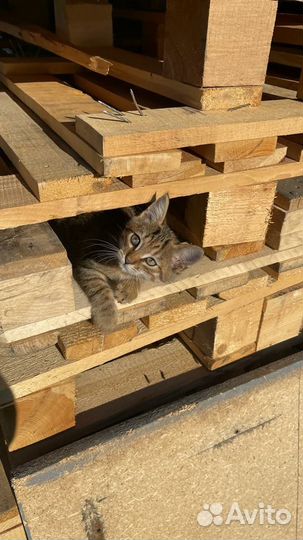 Котики бесплатно