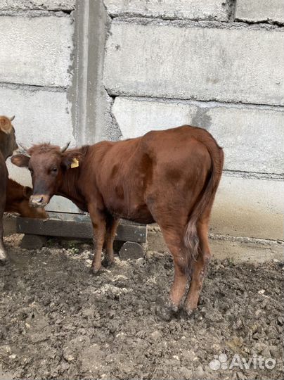Продаются телки