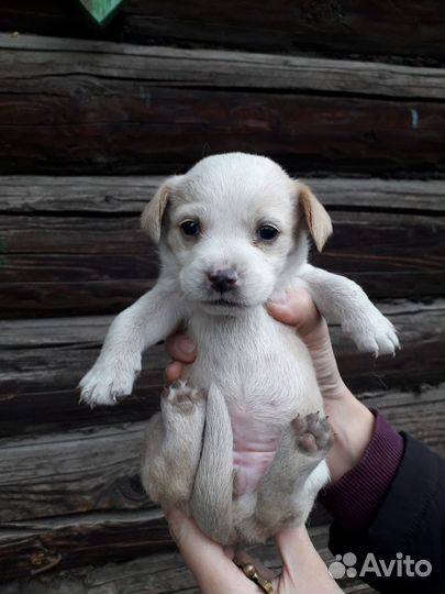 Собаки бесплатно