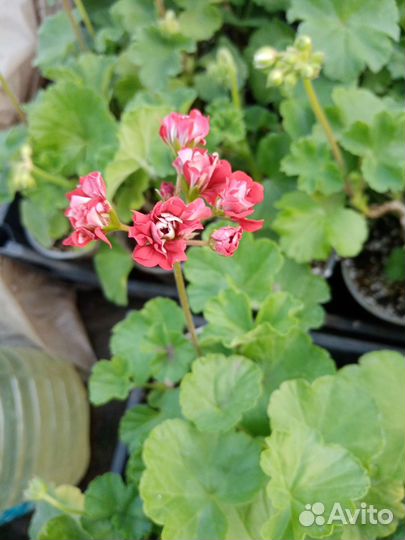 Пеларгония герань
