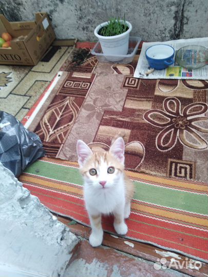 Отдам котенка