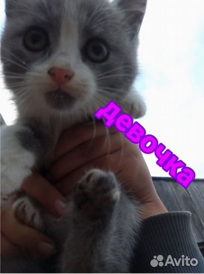 Котята в добрые руки бесплатно