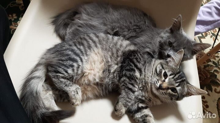 Курильский бобтейл