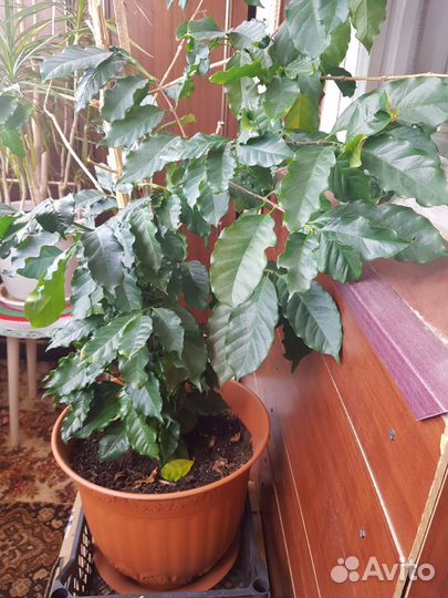 Кофейное дерево