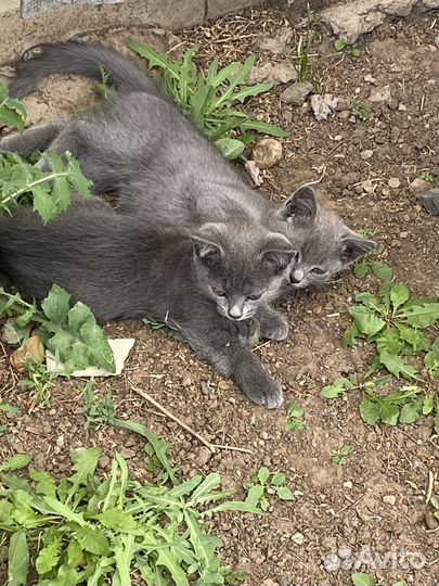 Отдам кота и кошку в добрые руки