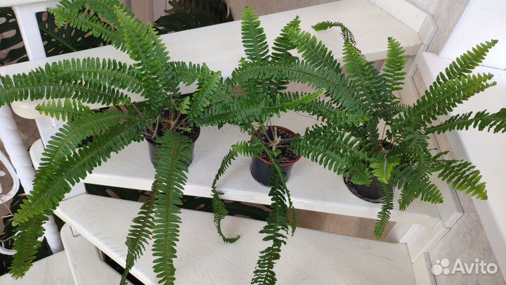 Папоротник Нефролепис