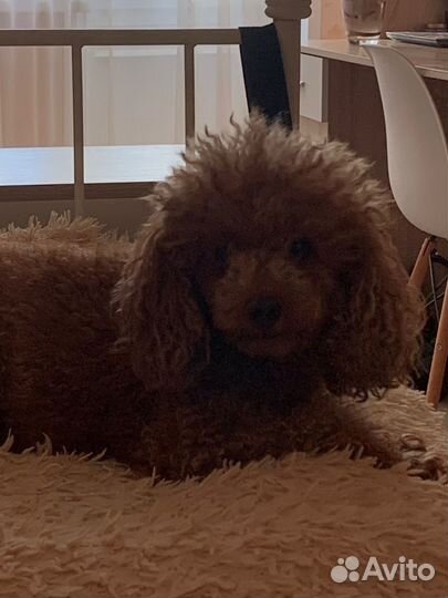 Той-пудель вязка девочка