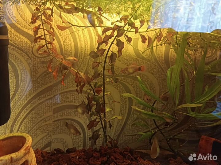 Рыбки пецилии