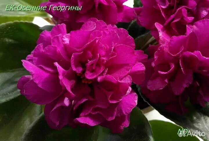 Продам укоренённые детки сортовых фиалок 2