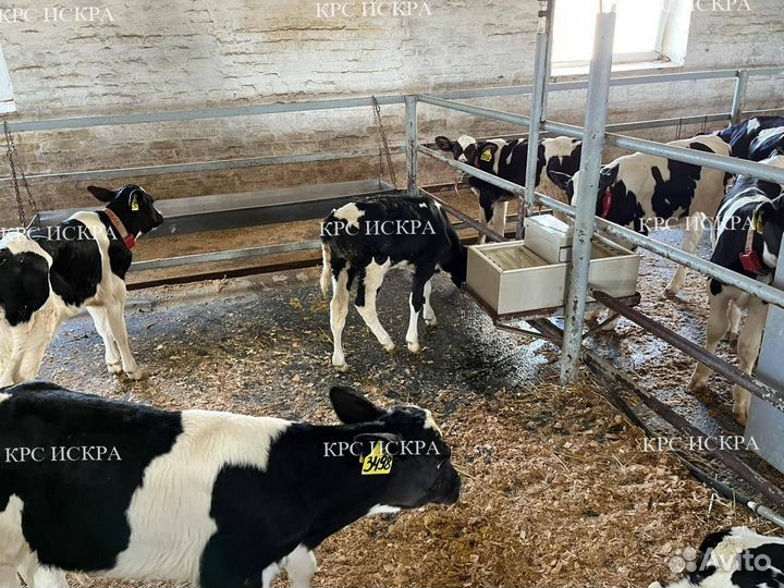 Телята бычки до 4мес